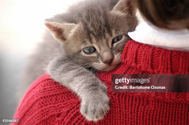 small and cute kitten on little girl shoulder - jong dier stockfoto's en -beelden