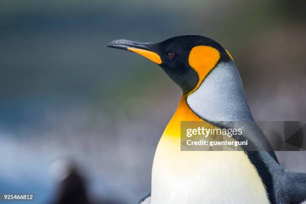 porträt von einem könig pinguin, feuerland, patagonien - pinguin stock-fotos und bilder