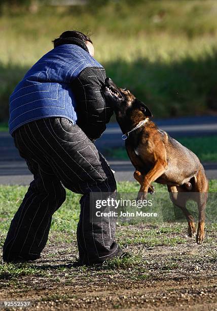 Castor, a Belgian malinois police dog, attacks U.S. Navy MA-2 Autumn Norunnerherron while training October 29, 2009 at the U.S. Naval Base at...