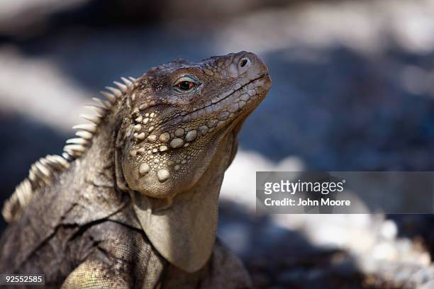 An iguana stands alert next to the military prison October 27, 2009 at the U.S. Naval Base at Guantanamo Bay, Cuba. The iguanas, which are endangered...