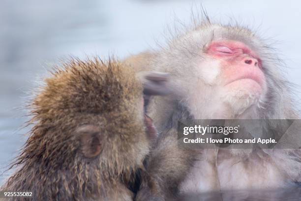 snow monkey which soaks in the hot spring - 地獄谷野猿公苑 ストックフォトと画像