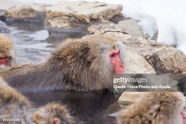 snow monkey which soaks in the hot spring - 地獄谷野猿公苑 ストックフォトと画像