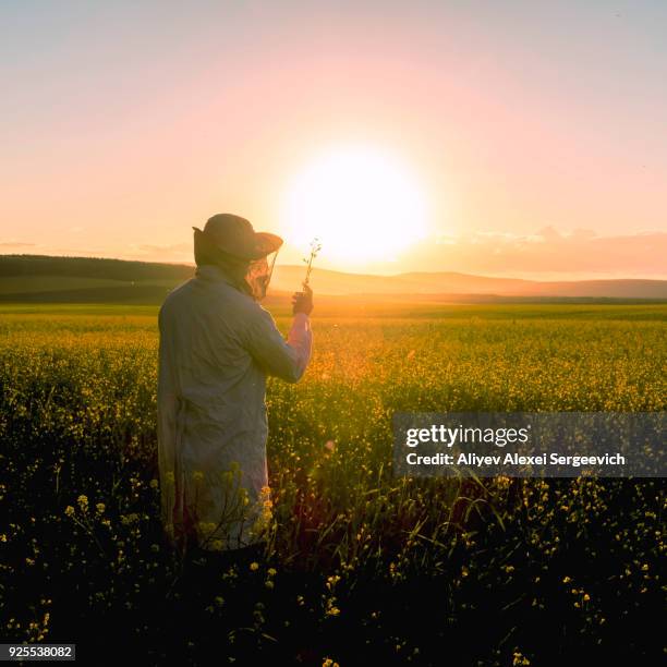 woman examining wildflowers in field at sunset - botaniste photos et images de collection