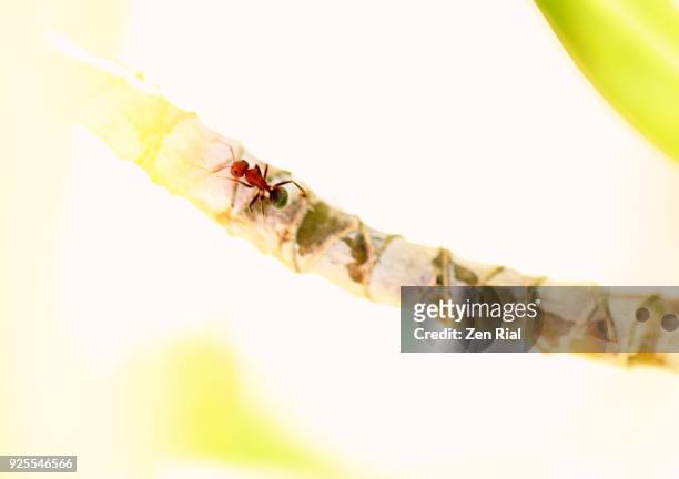 painterly image of a single carpenter ant on a stem of a tropical plant - ant plant bildbanksfoton och bilder