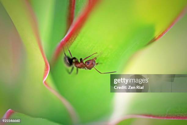 a single carpenter ant on a tropical plant - ant plant bildbanksfoton och bilder