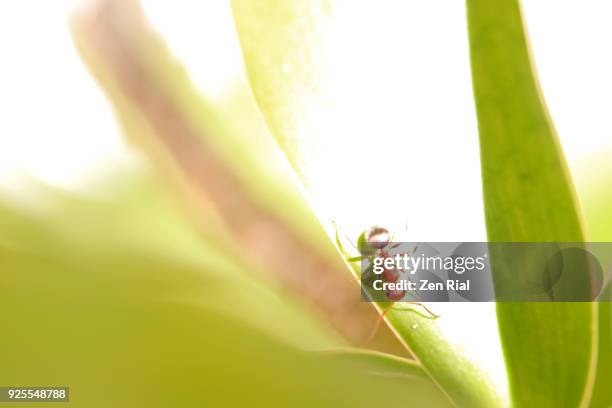 painterly image of a single carpenter ant on a tropical plant - ant plant bildbanksfoton och bilder