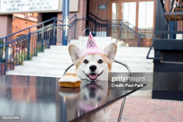 pembroke welsh corgi dog wearing birthday hat - pembroke welsh corgi - fotografias e filmes do acervo