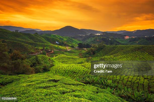 tea plantation in cameron highlands, malaysia - cameron highlands stock pictures, royalty-free photos & images