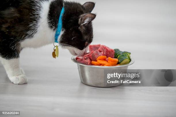 chat un repas - fat cat photos et images de collection