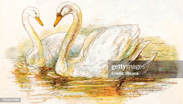 antique children book illustrations: swans - swan stock illustrations