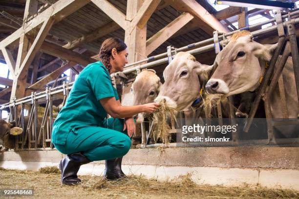 vrouw droog gras vervoederen aan koeien - woman kneeling stockfoto's en -beelden