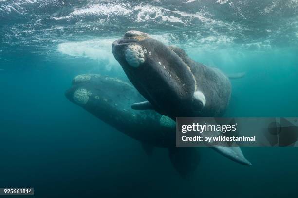 southern right whale calf swimming to the camera, nuevo gulf, valdes peninsula. - southern right whale stockfoto's en -beelden