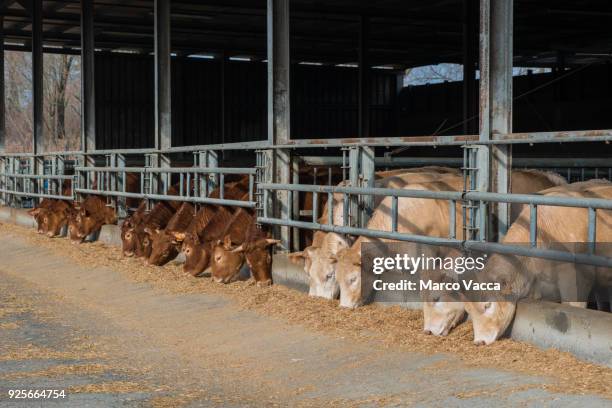 beef cattle - bestiame foto e immagini stock