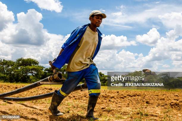 Worker at a farm owned by Zimbabwean commercial farmer Rob Smart pulls irrigation pipes for a potato crop at Lesbury Estates in Headlands east of the...