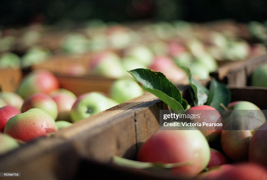 Crates of ripe apples