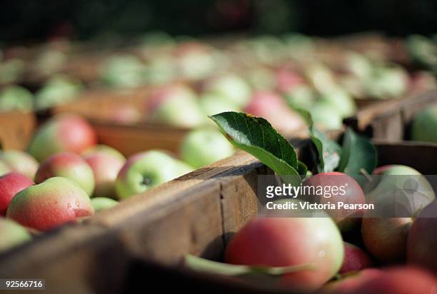 crates of ripe apples - orchard stock pictures, royalty-free photos & images
