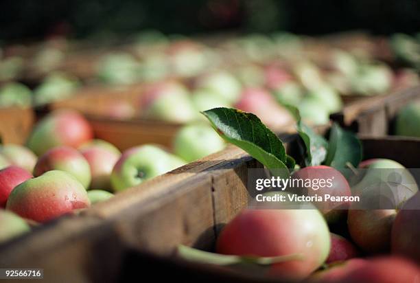 crates of ripe apples - orchard 個照片及圖片檔