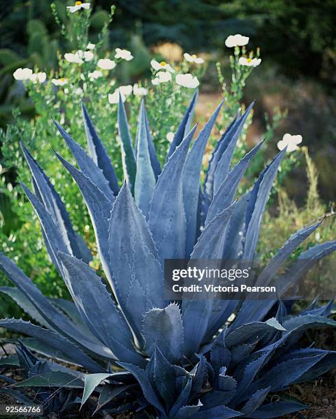 agave plant - glaucos stockfoto's en -beelden