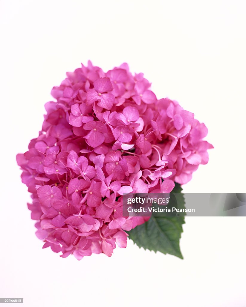 Pink hydrangea