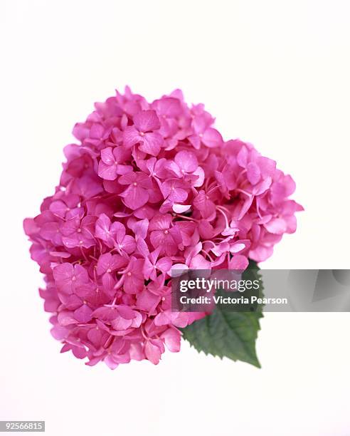 Pink Hydrangea High-Res Stock Photo
