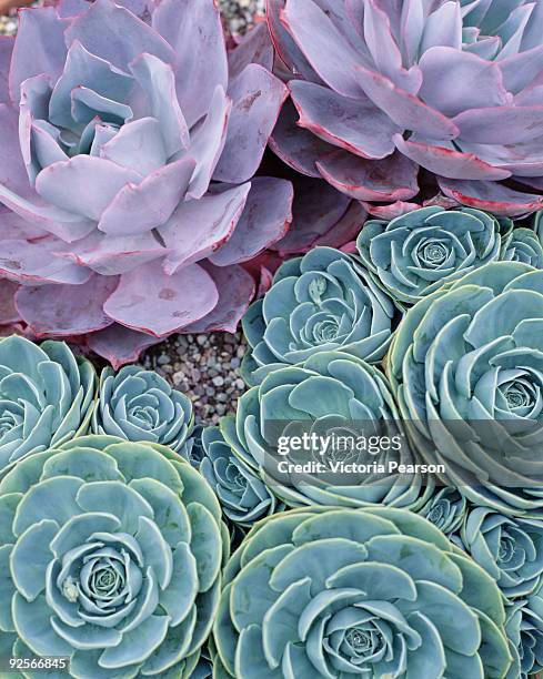 dudleya and sempervivum - glaucos stock pictures, royalty-free photos & images