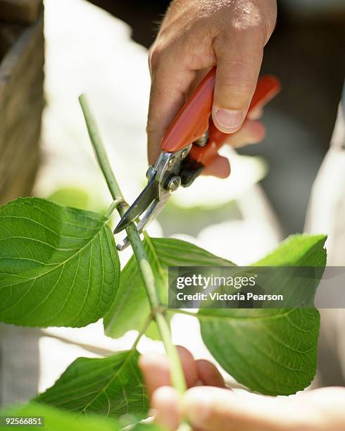 person pruning hydrangea - hydrangea lifestyle stockfoto's en -beelden