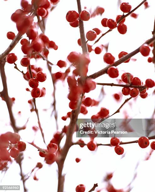 holly berries on a branch - winterberry holly stock pictures, royalty-free photos & images