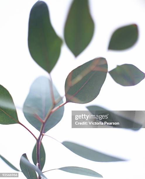eucalyptus leaves - eucalyptus stock pictures, royalty-free photos & images