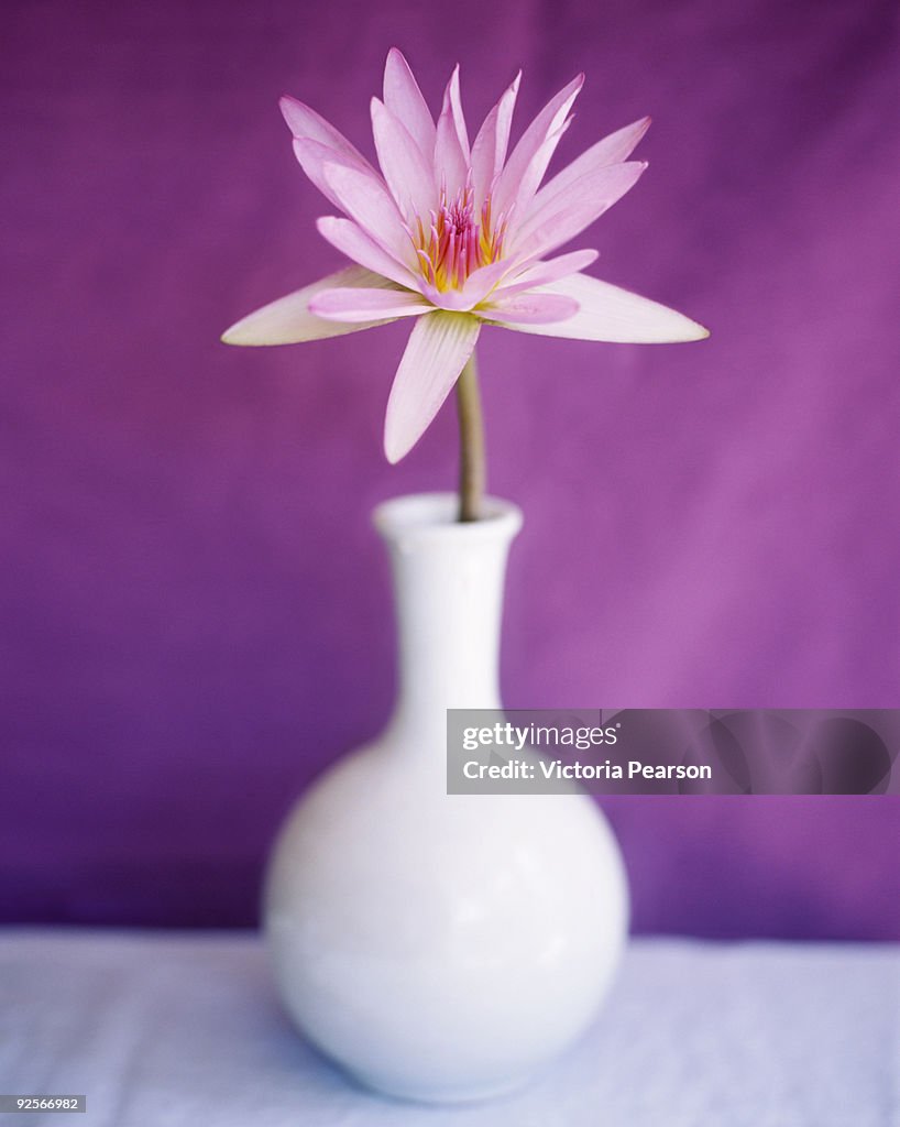 Water lily in a vase