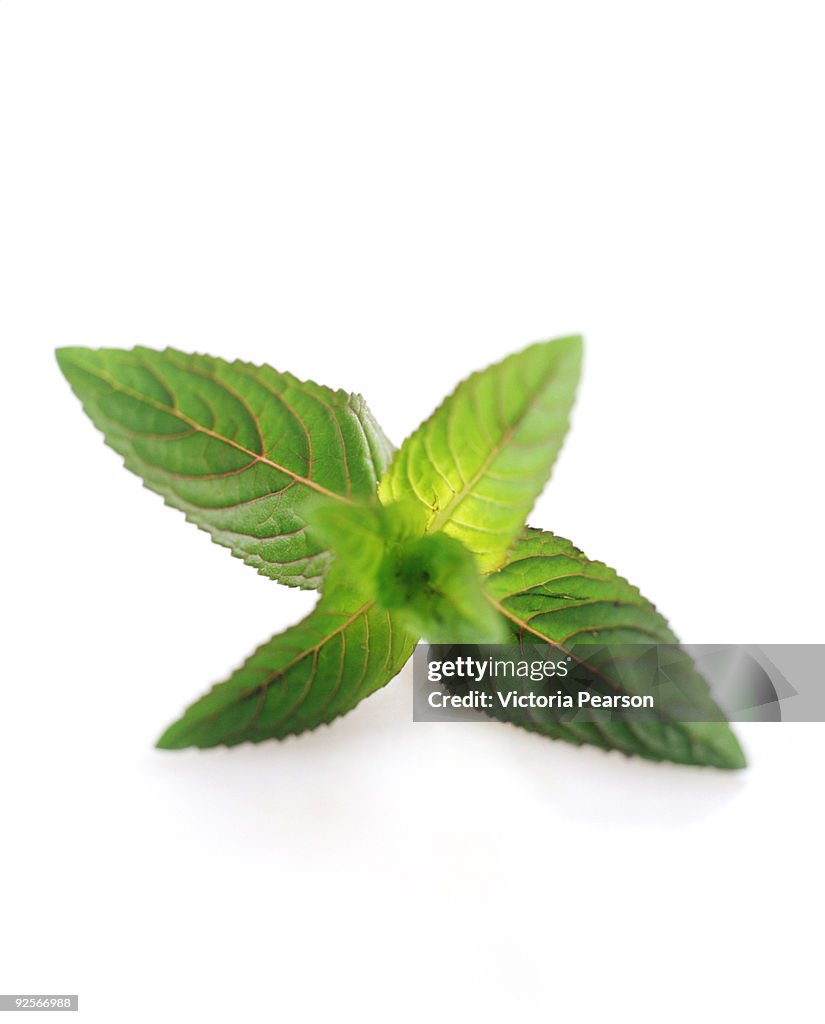 Sprig of mint