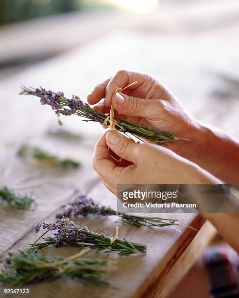 hands tying lavender bundles - arranging flowers foto e immagini stock