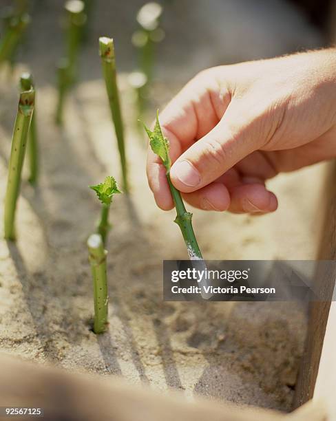 hand planting cuttings - ent stockfoto's en -beelden