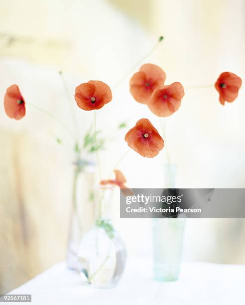 poppies in vases - poppies in vase stock pictures, royalty-free photos & images