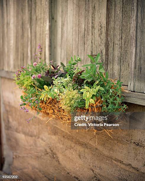 herbs growing in rustic window box - window box stock pictures, royalty-free photos & images
