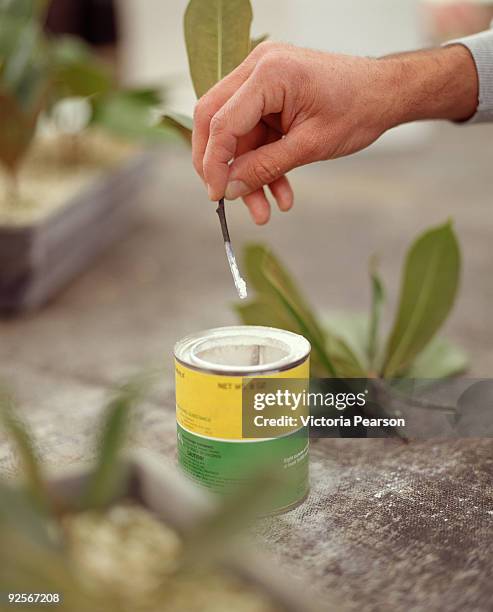 dipping magnolia cuttings in hormone powder - rots stock pictures, royalty-free photos & images