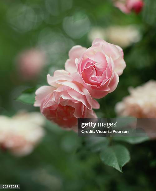 Pink Roses Stock Pink Roses High-Res Stock Photo - Getty Images