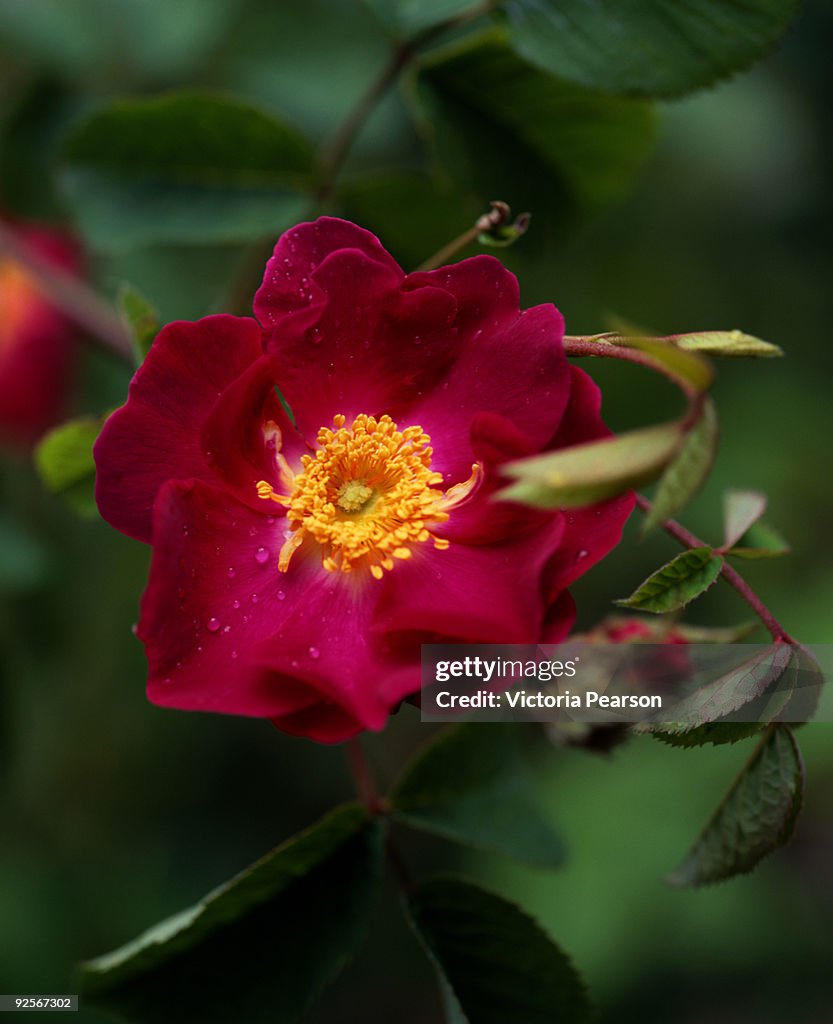 La Belle Sultane Rose High-Res Stock Photo - Getty Images