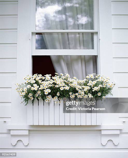 daisies in a window box - flower boxes stock pictures, royalty-free photos & images