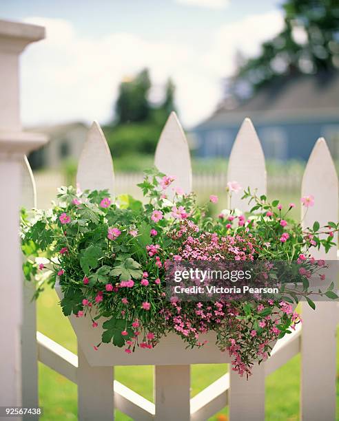 flower box on fence - window box stock pictures, royalty-free photos & images