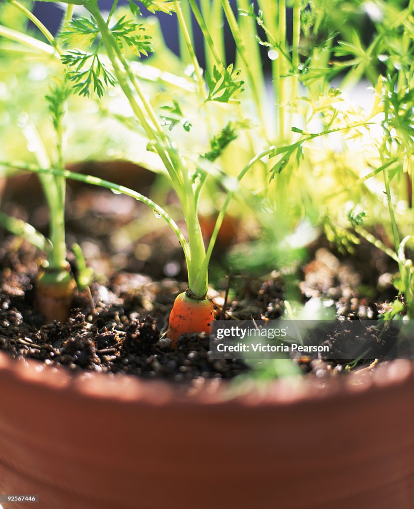Carrots growing in pot