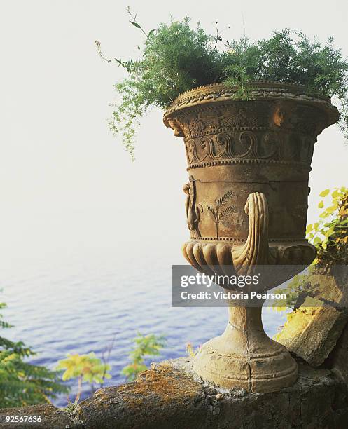 plants in urn by ocean - asparagus des fleuristes photos et images de collection