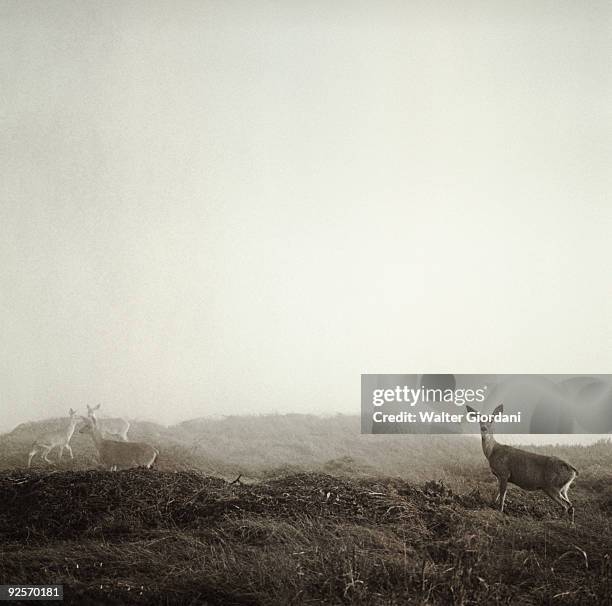 deer on a hill - giordani walter stockfoto's en -beelden