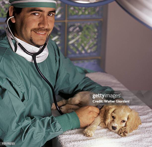 veterinarian examining puppy - giordani walter stockfoto's en -beelden