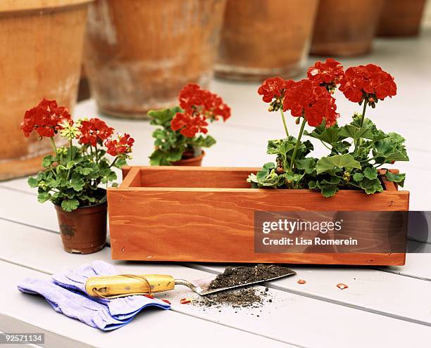 flowers in flower box - geranie stock-fotos und bilder