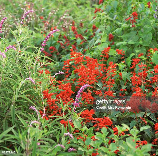 salvia garden - mexican bush sage stockfoto's en -beelden