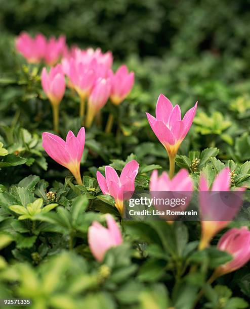 Pink Colchicums High-Res Stock Photo