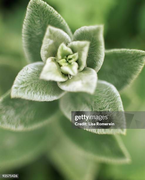 stachys - big ears stock pictures, royalty-free photos & images