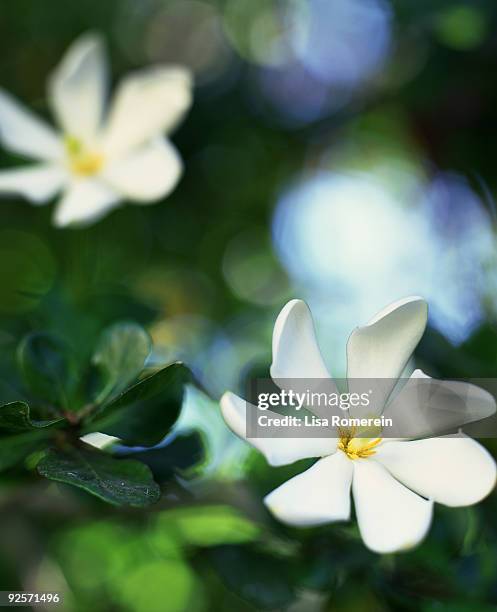 gardenia thunbergia - gardenia bildbanksfoton och bilder