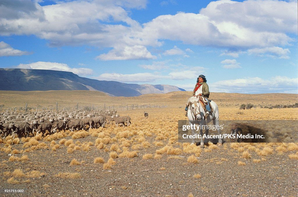 Argentina, Patagonia, gaucho herding sheep on the pampas.