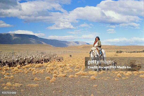 argentina, patagonia, gaucho herding sheep on the pampas. - gaucho foto e immagini stock